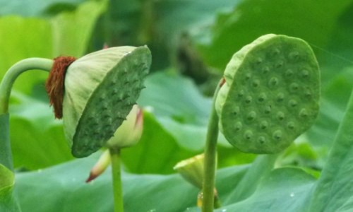 华莱健黑茶功效大全-华莱健黑茶九大功效视网—知名的华莱健黑茶价格一览表2019网站,分享华莱健黑茶多少钱1000克知识